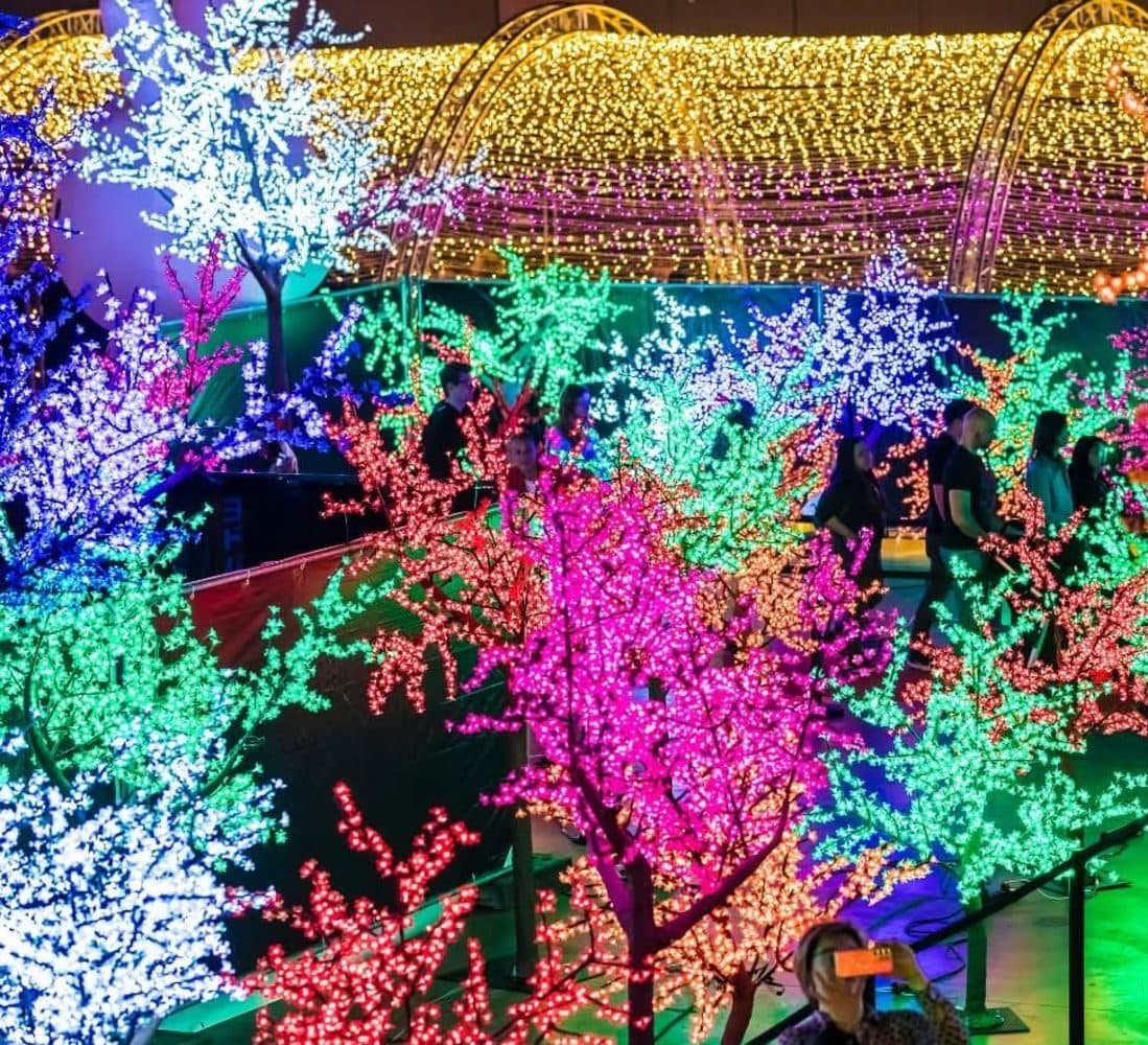 Verlichte bomen